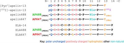 Expanding the apelin receptor pharmacological toolbox using novel fluorescent ligands